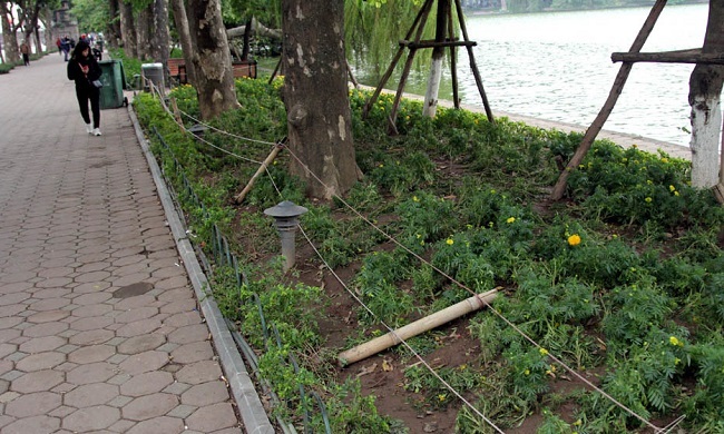 Video: Ngẩn ngơ nhìn vườn hoa rực rỡ quanh hồ Gươm bị san trụi sau đêm giao thừa