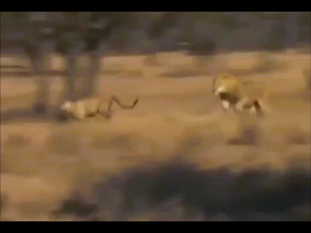 Cuộc chiến sinh tồn: Báo săn 