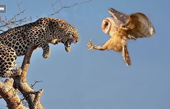 Video: Báo hoa mai song phi lên cây, tóm gọn cú mèo đang nằm trong ổ