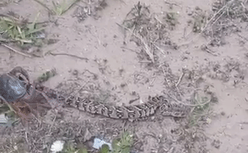 Video: Sở hữu nọc độc chết người, rắn phì châu Phi chết thảm vì con cua