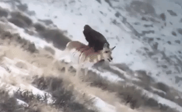 Video: Ghê rợn cảnh đại bàng bấu chặt móng vuốt trên lưng linh dương, ăn tươi nuốt sống con mồi