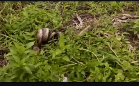 Video: “Đại chiến” cam go giữa trăn mốc với rắn vua và cái kết đầy bất ngờ