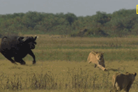 Video: Bị dồn vào bước đường cùng, trâu rừng nổi điên tấn công cả sư tử