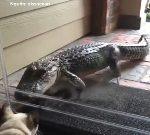 Video: Đột nhập nhà dân, cá sấu đụng độ với chó cảnh