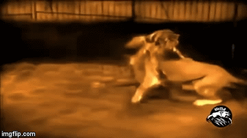 Video: Kết quả bất ngờ sau đại chiến khốc liệt giữa