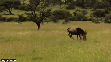 Video: Sư tử tấn công thần tốc,