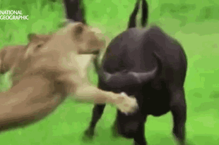 Cuộc chiến sinh tồn: Đàn trâu rừng 