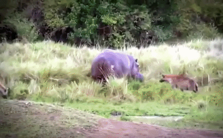 Cuộc chiến sinh tồn: Bầy linh cẩu háu đói, điên cuồng tấn công, xẻ thịt hà mã