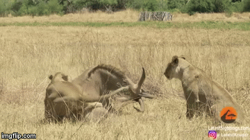 Video: Linh dương quyết đấu ác liệt với 2 sư tử và kết cục bất ngờ