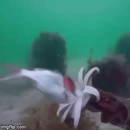 Video: Xem sinh vật thông minh nhất đại dương săn mồi bằng kỹ năng 