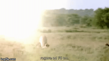 Video: Linh dương phát 