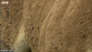 Video: Sư tử phi thân thần tốc, tóm sống lợn rừng cái kết thảm khốc