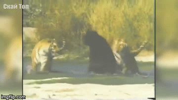 Cuộc chiến sinh tồn: Cận cảnh những trận đại chiến nảy lửa của loài gấu