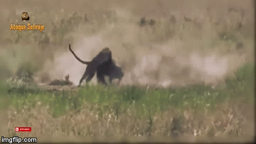 Ngược đời: Lợn rừng húc tung báo săn, giải cứu con khỏi 