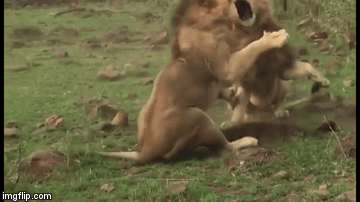 Video: Anh em sư tử đực đại chiến kinh hoàng tranh giành bạn tình