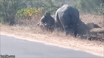 Video: Tê giác điên cuồng tấn công đồng loại, hà mã khiếp vía bỏ chạy
