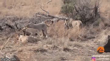 Video: Hà mã ngoác miệng dọa đàn sư tử và diễn biến bất ngờ