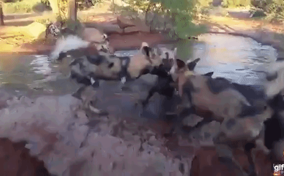 Video: Bầy chó hoang châu Phi phục kích, xé xác lợn rừng không thương tiếc