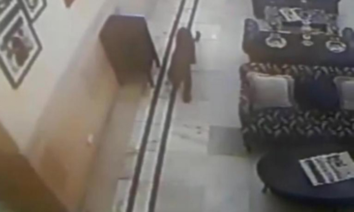 Video: Báo hoa mai lang thang suốt 15 phút trong khách sạn mà không bị ai phát hiện