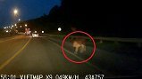 Video: Tài xế giật mình, suýt đâm trúng con bò lạ trên cao tốc lúc trời tối