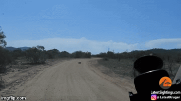 Cuộc chiến sinh tồn: Kinh ngạc cảnh đại bàng sà xuống đất bắt gọn heo rừng trong chớp mắt