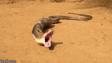 Video: Nuốt trộm 7 quả trứng gà, rắn hổ mang hì hục nôn trả cả 7