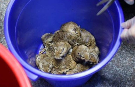 Bắt quả tang người phụ nữ giấu 24 con chuột nhảy trong váy