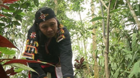 “Thần y núi Tản” nếm thảo dược cứu người bị xương khớp biến chứng nằm liệt giường đi lại băng băng