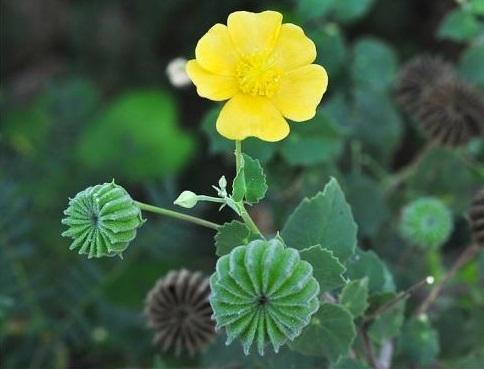 Bài thuốc nam không thể bỏ qua đẩy lùi tiểu đêm, tiểu nhiều lần