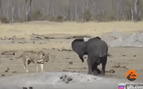 Cuộc chiến sinh tồn: Liều lĩnh hạ gục voi con, sư tử phải 