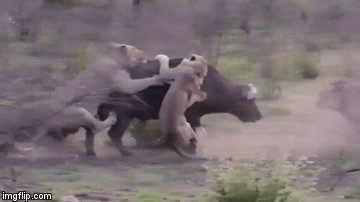 Cuộc chiến sinh tồn: Đàn sư đói hợp lực tấn công trâu rừng và cái kết không tưởng