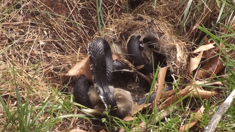 Cuộc chiến sinh tồn: Giận giữ vì mất con, thỏ mẹ điên cuồng truy sát rắn đen