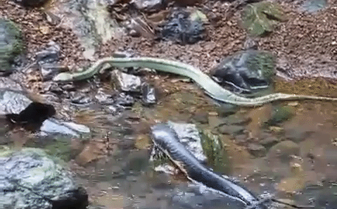 Video: Hổ mang chúa tung cú đớp sấm sét, hạ sát 