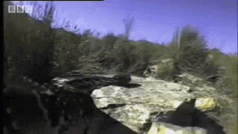 Video: Cận cảnh rắn phì châu Phi - 