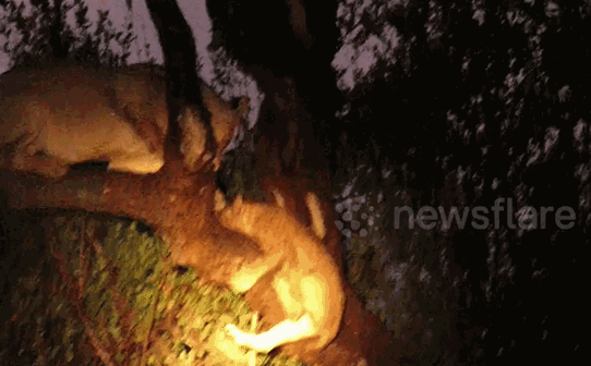 Cuộc chiến sinh tồn: Bị linh cẩu truy sát, 3 mẹ con sư tử leo tót lên cây