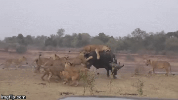 Video: Cả gia đình sư tử quật ngã, xé xác trâu rừng nhanh như