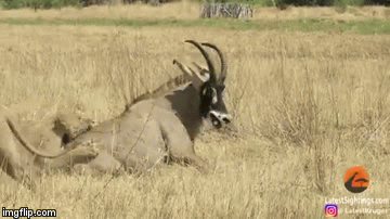 Video: Linh dương vùng lên đánh đuổi khiến 2 con sư tử bỏ chạy trối chết