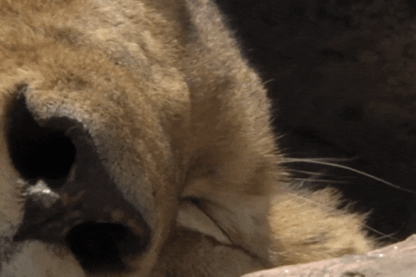 Video: Thằn lằn đói bất chấp nguy cơ 'gặp tử thần