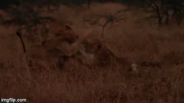 Cuộc chiến sinh tồn: Sư tử mẹ tung