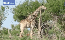 Video: Hươu cao cổ bị cả đàn xa lánh vì nhiễm virus