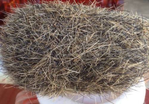 Giải mã sự thật về cát lợn quý báu chữa bách bệnh xôn xao dư luận