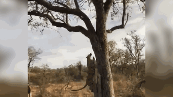 Video: Giấu nhẹm con mồi trên cây, báo bao mai ngậm đắng nuốt cay vì bất cẩn