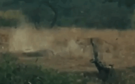Video: 4 mãnh sư hiệp lực tấn công cá sấu và cái kết bất ngờ