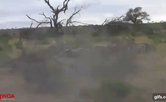 Ngược đời: Bị ngựa vằn nổi điên truy sát, báo săn có hành động không ngờ tới