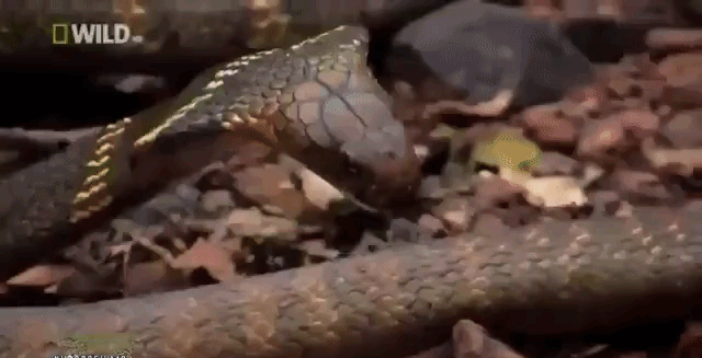 Cuộc chiến sinh tồn: Rắn hổ mang chúa lật ngược tình thế, 