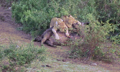 Video: 4 con sư tử háu đói, điên cuồng xé xác trâu rừng