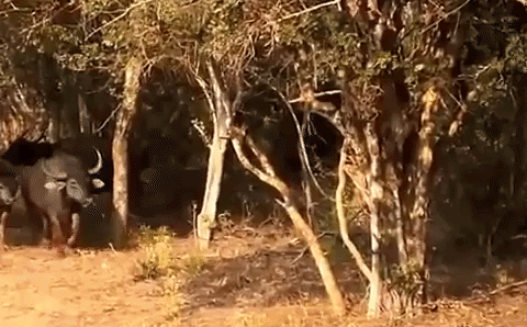 Video: Hùng hổ lao vào truy sát trâu rừng, báo hoa mai nhận cái kết thảm hại