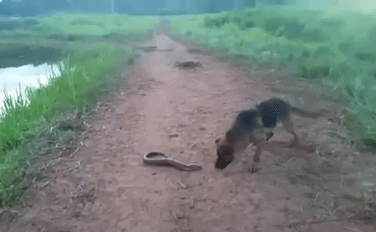 Video: Chó béc giê