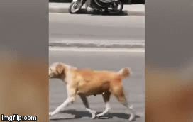 Video: Xúc động cảnh chó mẹ điên cuồng chặn đầu xe tìm người giúp con gặp nạn