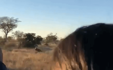 Video: Ăn trộm tảng thịt của kẻ săn mồi, linh cầu chết thảm dưới nanh vuốt của sư tử